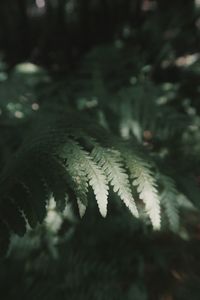 Close-up of leaves on pine tree