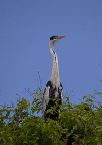 Low angle view of a bird