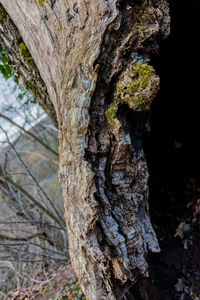 Close-up of tree trunk