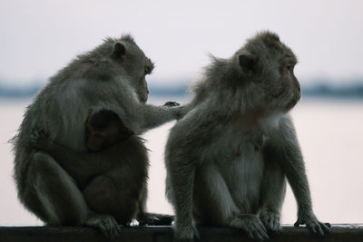 Monkey sitting on a wall