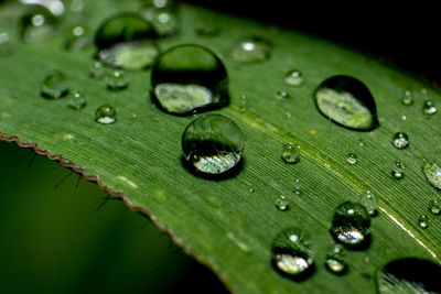 Close-up of raindrops on leaves