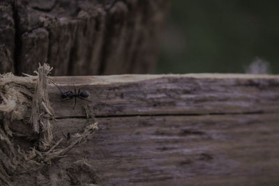 Close-up of insect on wood