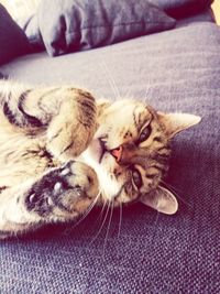 Close-up of cat resting on sofa