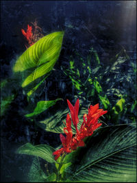 Close-up of red leaves