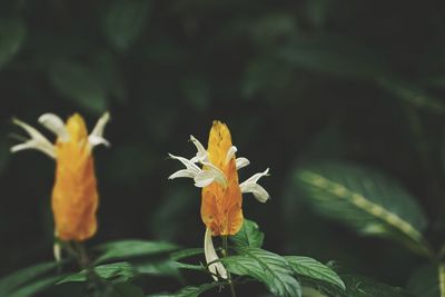 Close-up of yellow flowering plant