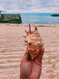 Person holding seashell on beach