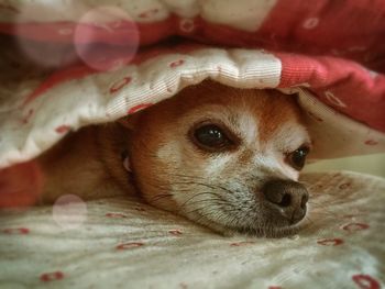 Close-up of dog resting on bed with blanket