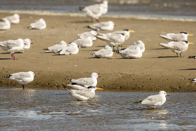 Flock of seagulls on beach