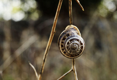 Close-up of snail on plant