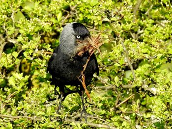 Close-up of bird perching on a plant