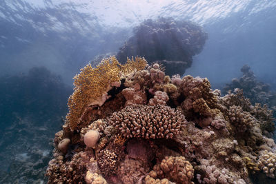 sea