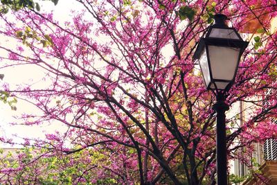 Low angle view of pink flower tree