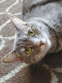 Close-up portrait of a cat