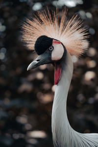 National bird of uganda