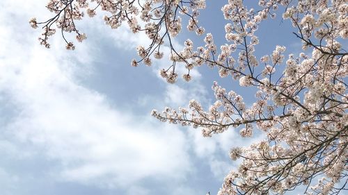 Low angle view of cherry blossom against sky