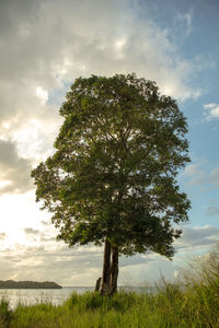 Tree on field against sky