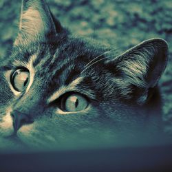 Close-up portrait of tabby