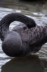 Close-up of swan swimming in lake