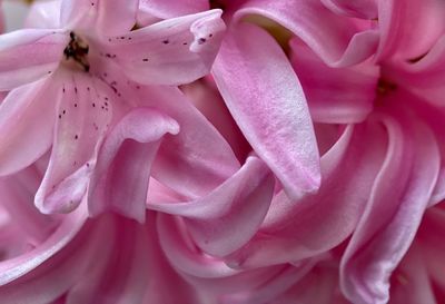 Close-up of pink rose flower