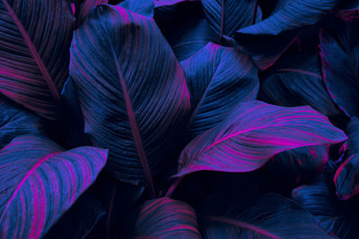 Blue tropical leaf background