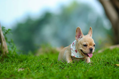 Dog looking away on field