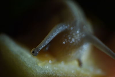 Close-up of water drop on leaf