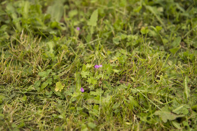 Plant growing on grassy field