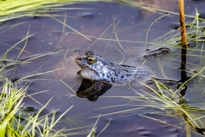 Close-up of frog on lake