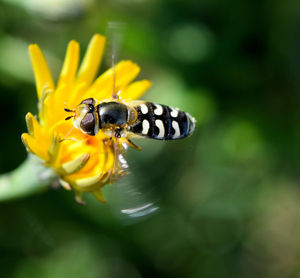 Close-up of bee on yellow flower