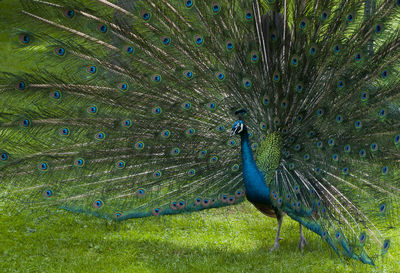 Close-up of peacock