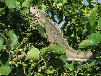 Side view of bearded dragon on tree