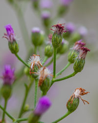 Close-up of pink flowering plant