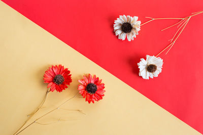 High angle view of flowers on colored background