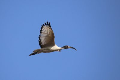 Low angle view of seagull flying in sky