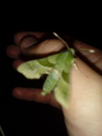 Cropped image of hand holding leaf over black background