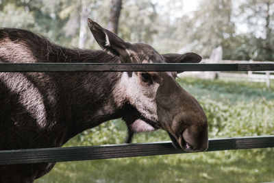 Close-up of horse in ranch