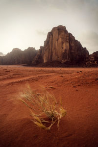 Tree in the middle of the desert taken in may 2022