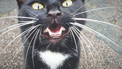 Close-up portrait of cat