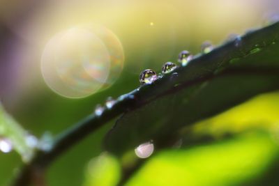 Close-up of raindrops on leaf