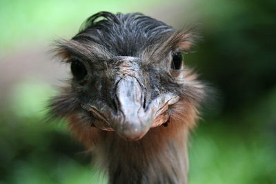 Close-up portrait of ostrich