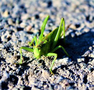 Close-up of insect on plant