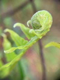 Close-up of fresh green plant