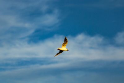 Low angle view of bird flying
