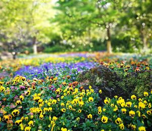 Close-up of multi colored flowers in park