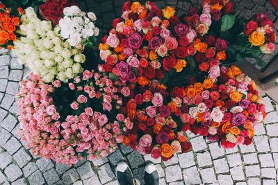 High angle view of multi colored flowers