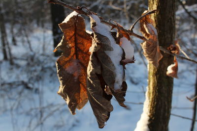 Close-up of dry leaves hanging on branch during winter