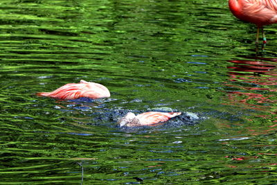 High angle view of duck swimming in lake