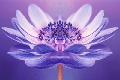 Close-up of purple flower 