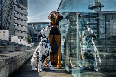 Dogs sitting by glass railing