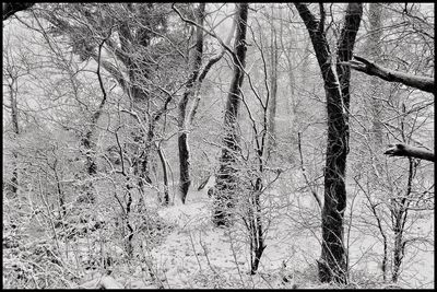 Bare trees in forest during winter